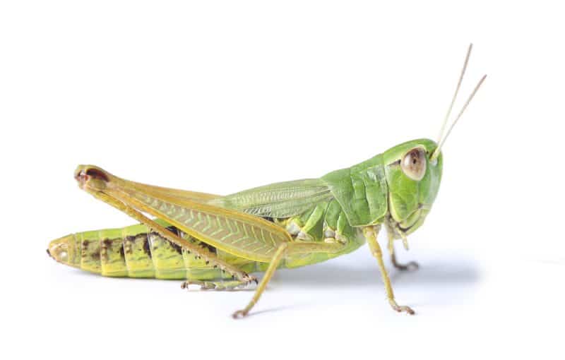 Patience Young Grasshopper | How To Pest
