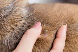 Tick On A Dog