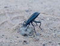 The Stink Beetle, Pinacate Beetle | How To Pest
