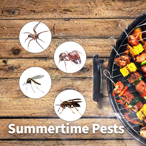 What Pests To Watch For In the Summertime - HowToPest.com