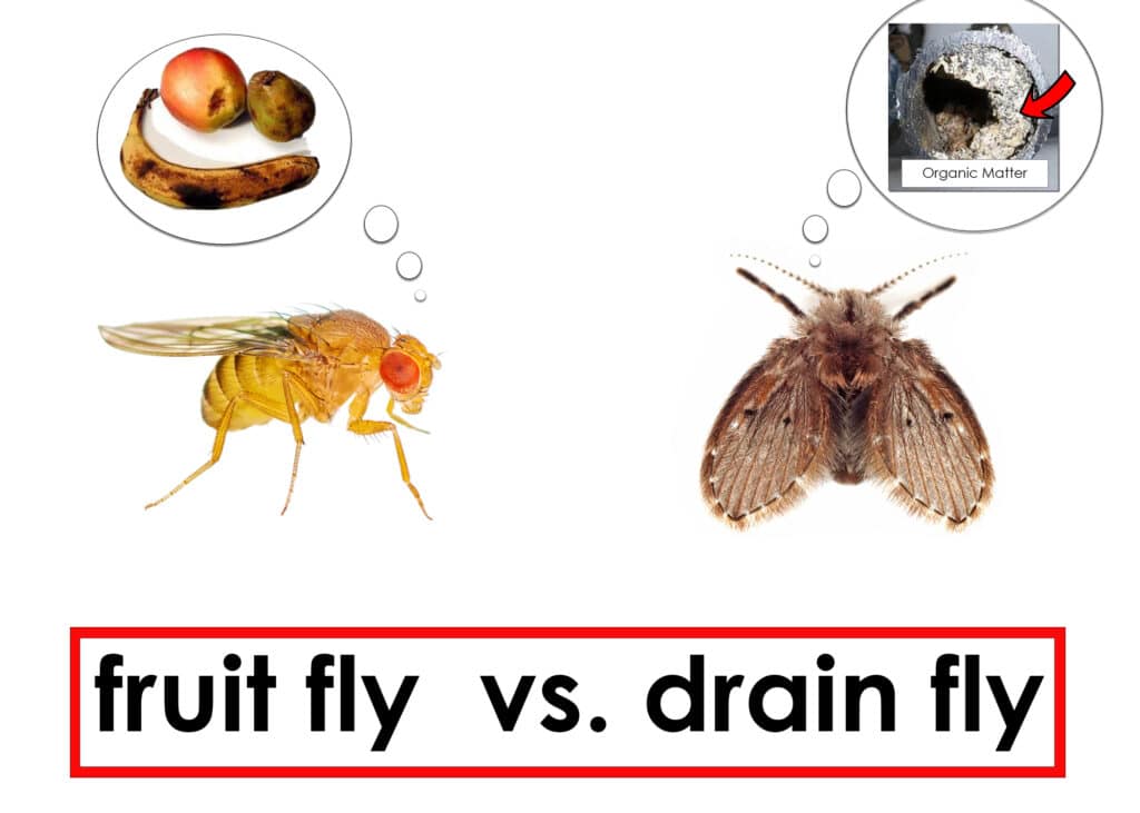 Fruit Fly VS. Drain Fly
