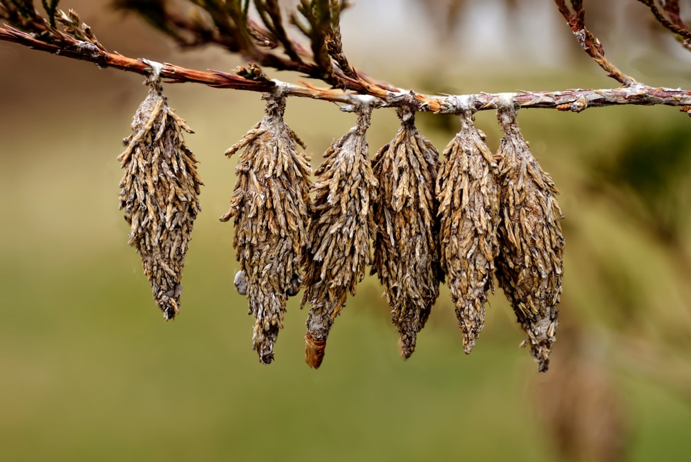 What Bagworm Cocoons look like - HowToPest.com