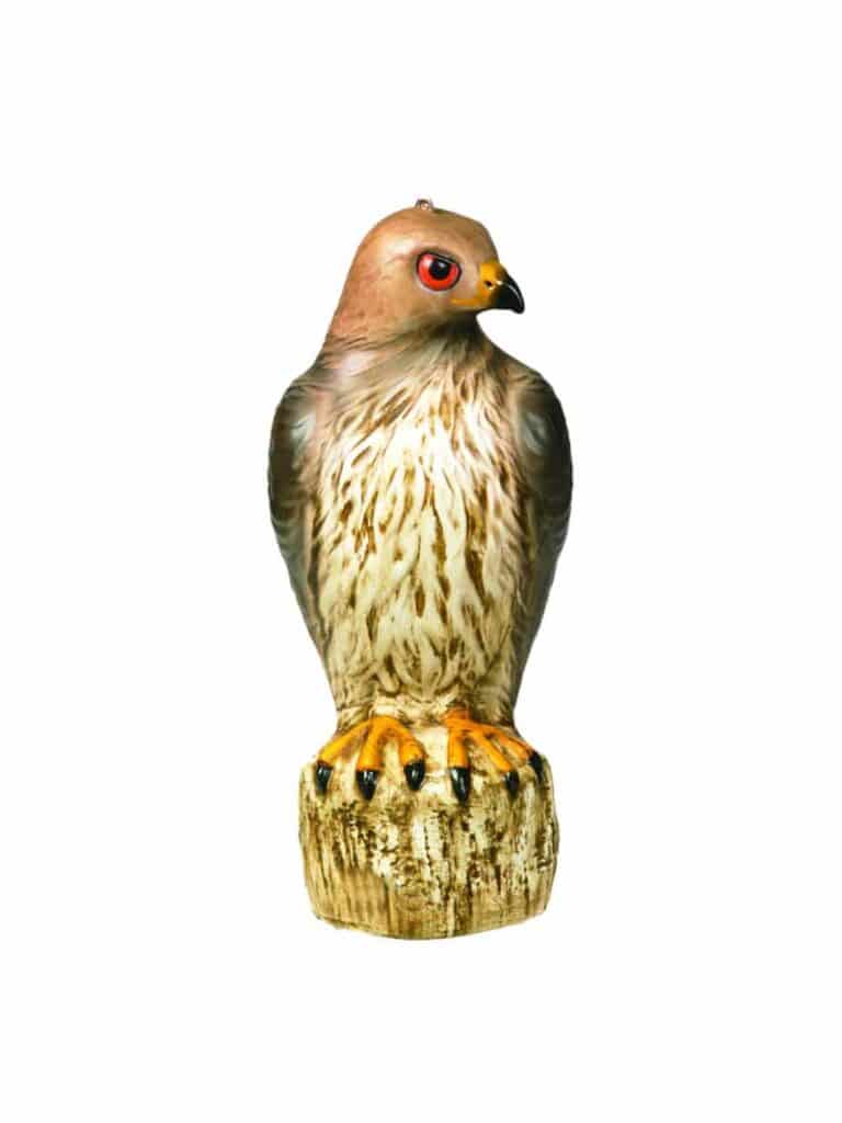 Bird-B-Gone Red Tailed Hawk Decoy - How To Pest -Free Shipping