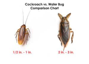 What Is The Difference Between a Cockroach Vs. Water Bug - HowToPest.com