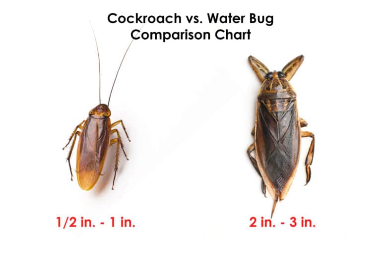 What is the difference between a Cockroach vs Waterbug?