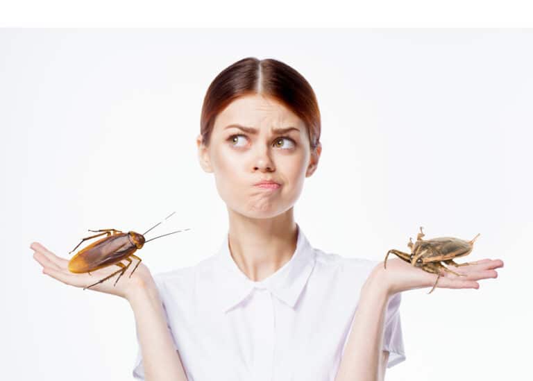 Waterbug VS. Cockroach Blog