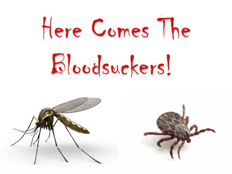 Here Comes The Bloodsuckers