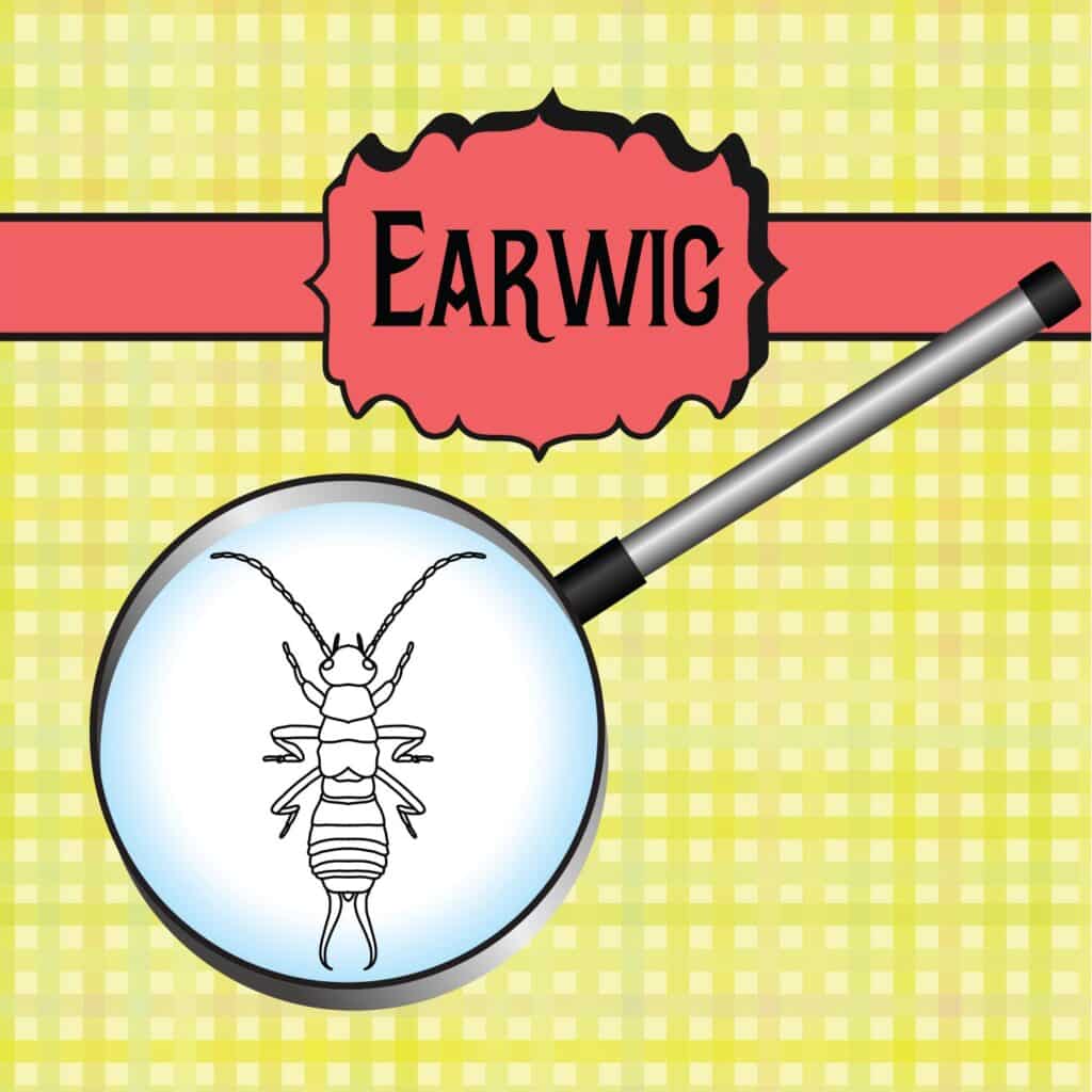 Earwig Under a Magnifying Glass