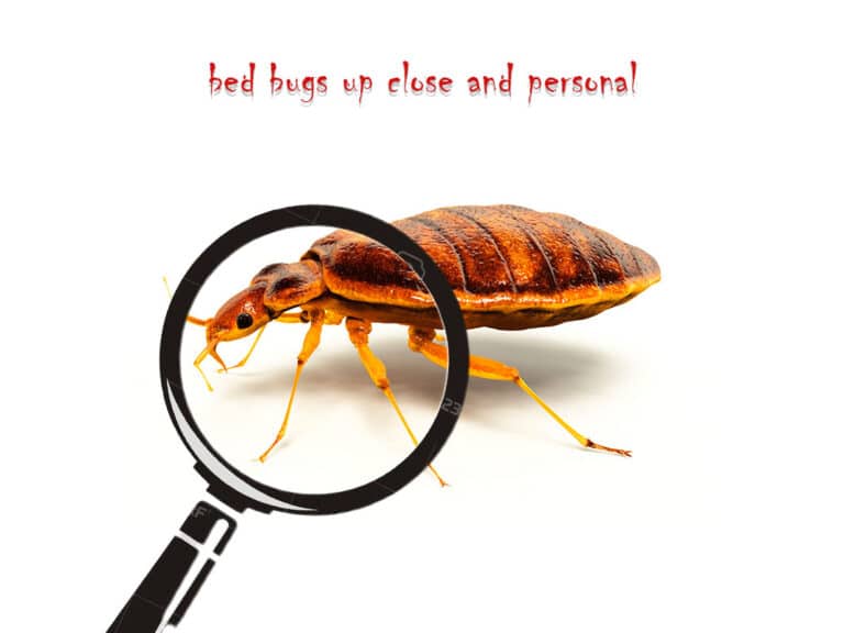 Bed Bug ID Guide - Blog