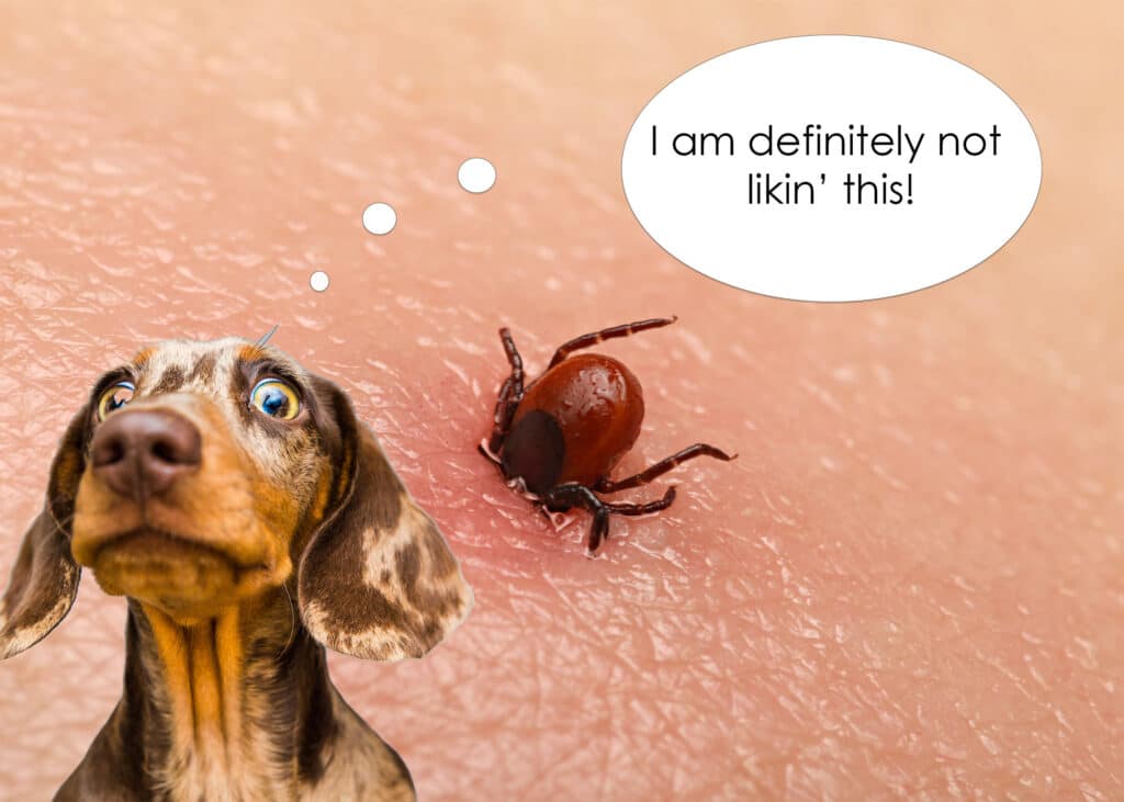 Tick Removal Blog