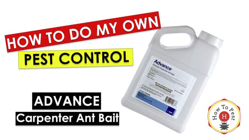 Advance Carpenter Ant Bait - Image 4