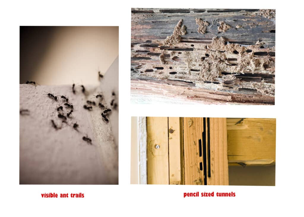 Signs of Carpenter Ants