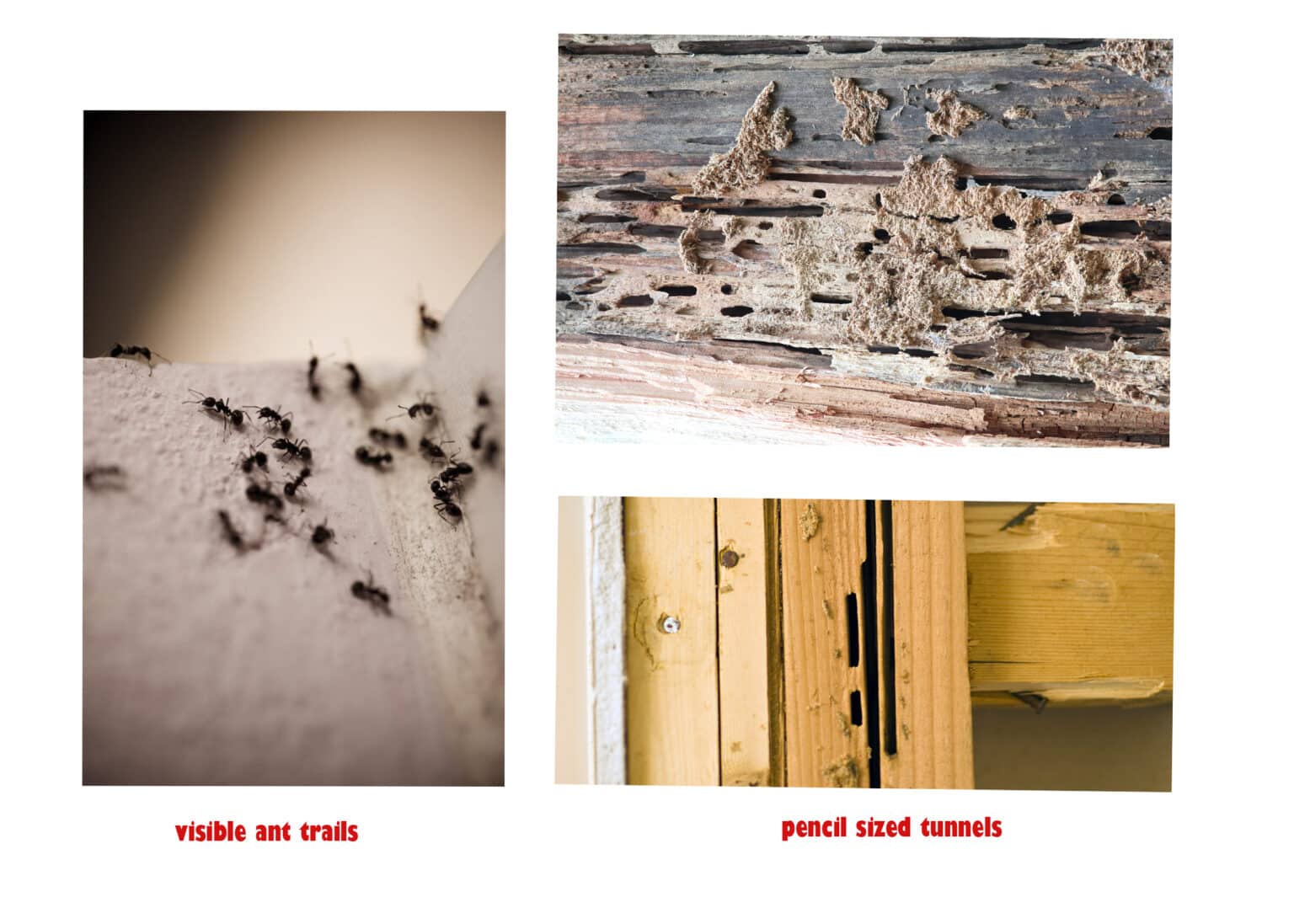 Carpenter Ants vs. Termites What
