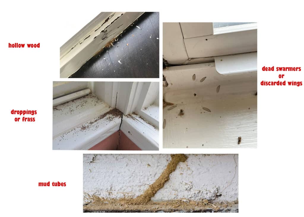 Signs of Termites