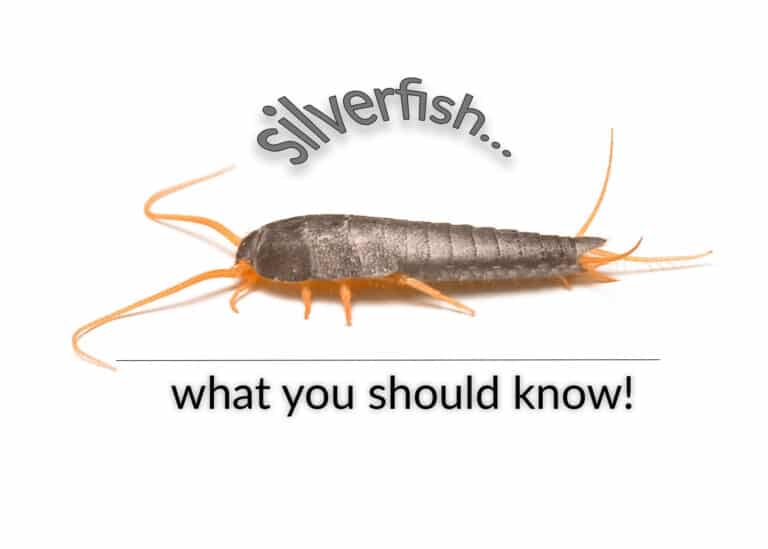 How to get rid of silverfish - Everything you should know- HowToPest.com