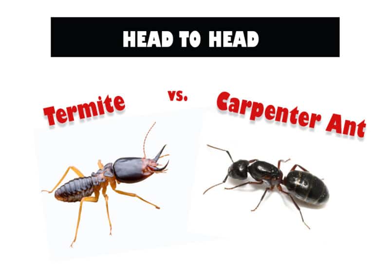 The Difference Between Termites vs Carpenter Ants
