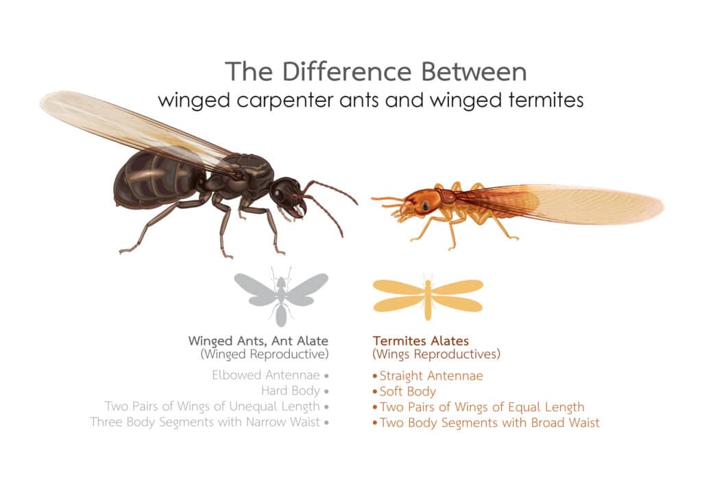 Winged Carpenter Ant vs Termite Swarmer