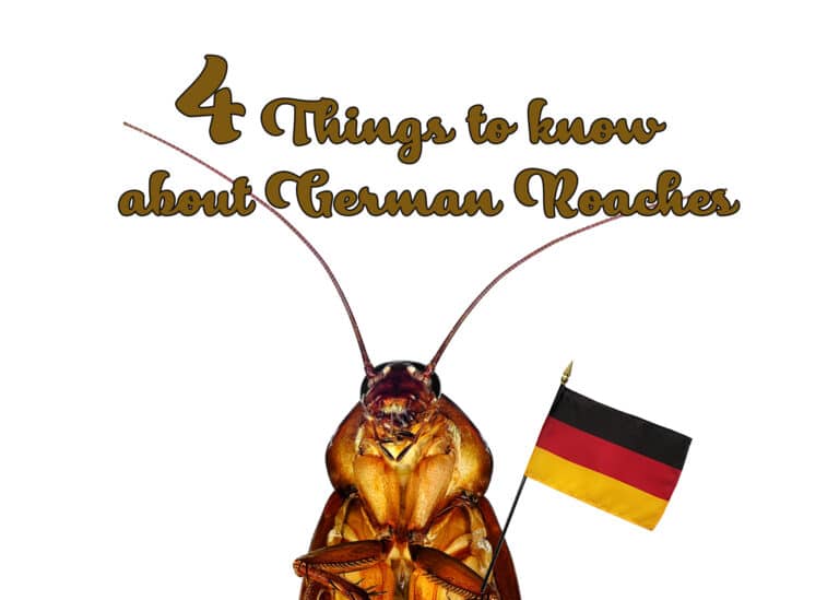 4 Things to know about German Cockroaches