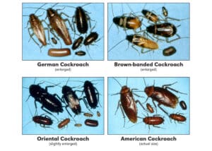 What does a German, Oriental or American roach look like - Cockroach Comparison Chart