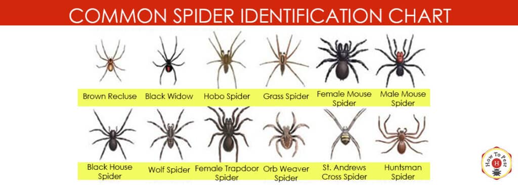 Common Spider Identification Chart