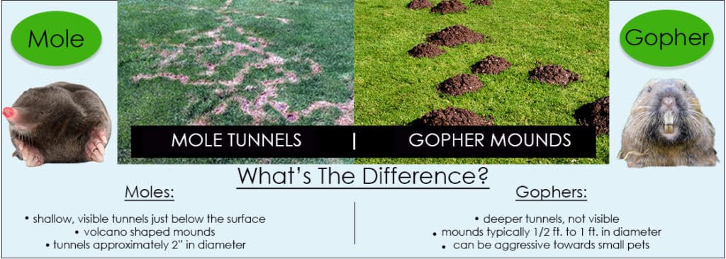 The difference between gophers and moles