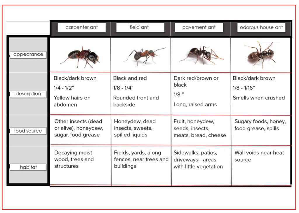 Common Ant Identification Guide