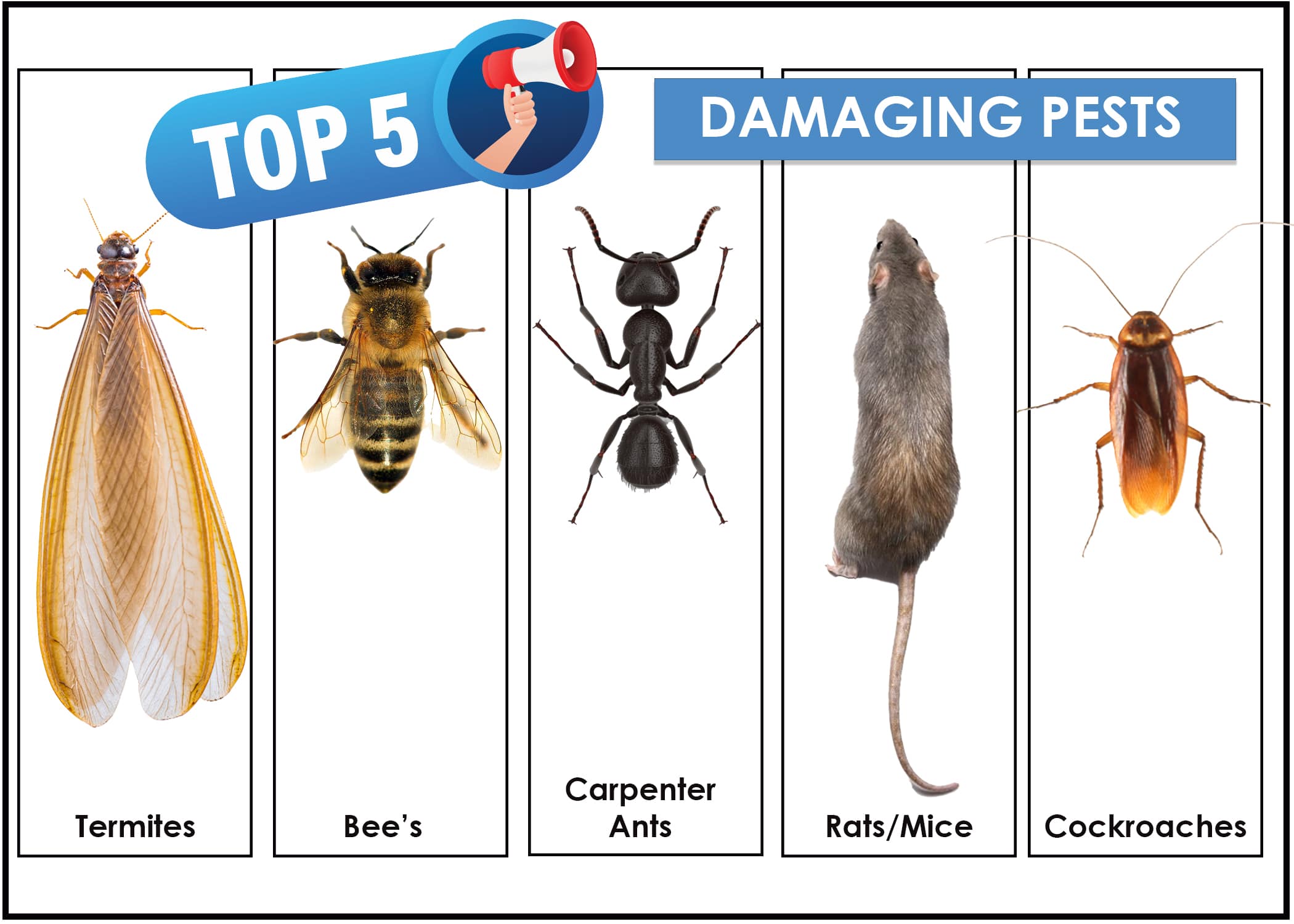 Top 5 Pests That Do the Most Damage to Your Home.