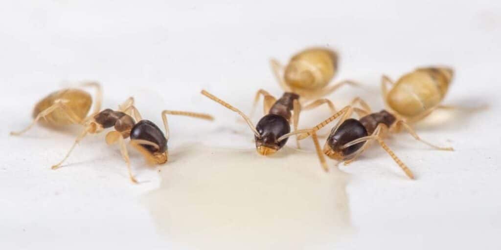 What a ghost ant looks like - how to get rid of ghost ants - howtopest.com