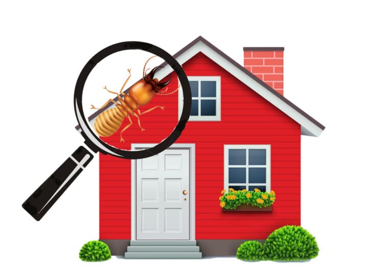 DIY Termite Inspection - How To Inspect Your House For Termites
