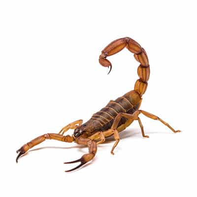 How To Get Rid of Scorpions - HowToPest.com