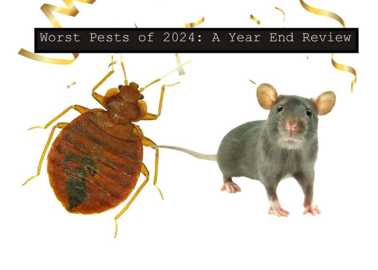 Worst Pests in 2024_ A Year End Review