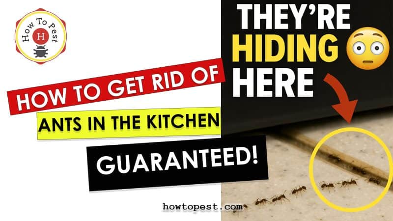 How to get rid of Ants in Kitchen
