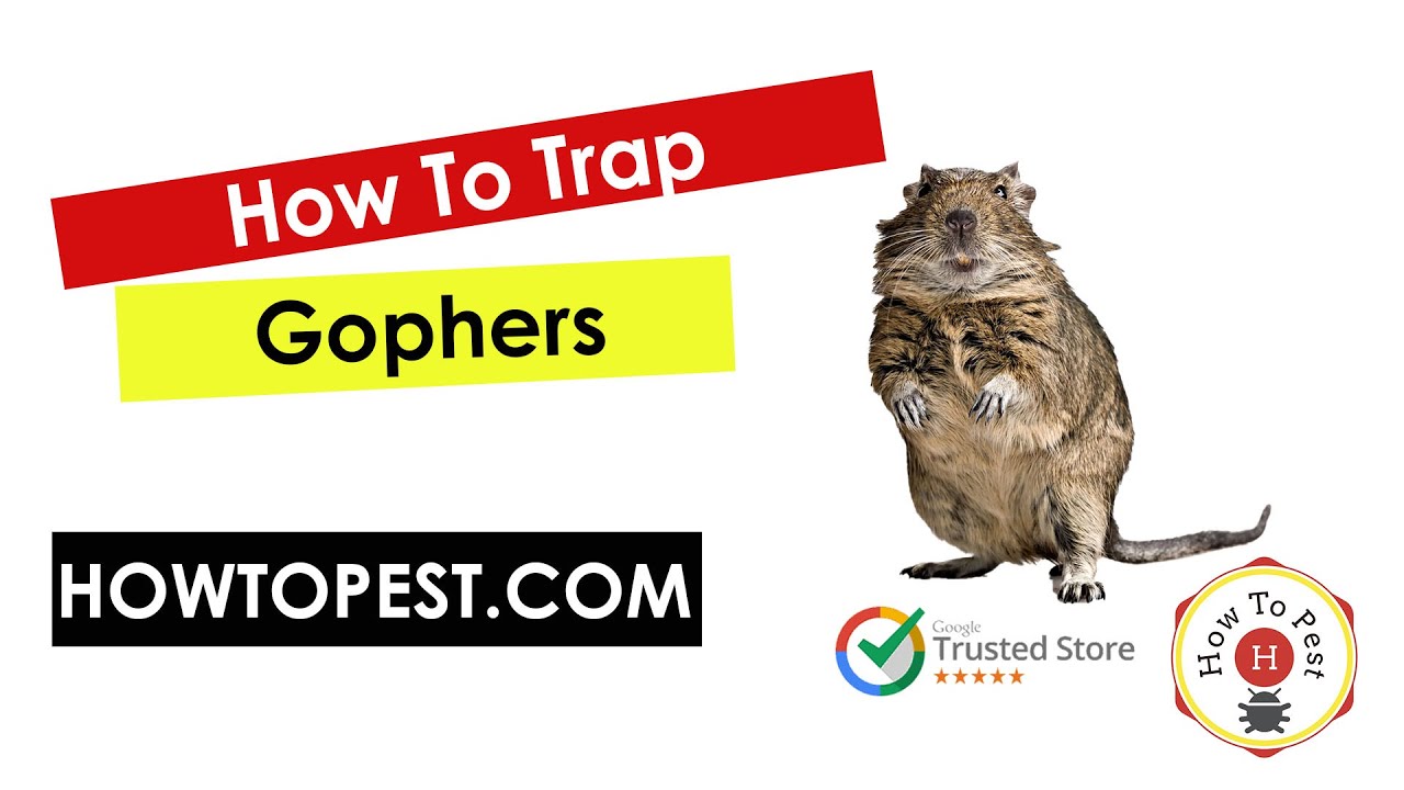 How_To_Trap_Gophers_The_Gophinator_Trap_and_The_Victor_Easy_Set_Gopher_Trap