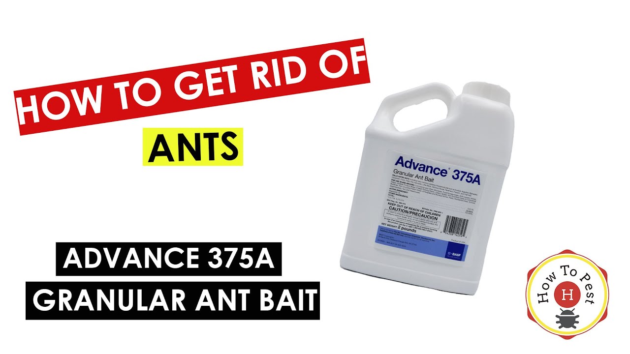 How_to_Get_Rid_of_Ants_FAST_Advance_375A_Granular_Ant_Bait_Tutorial
