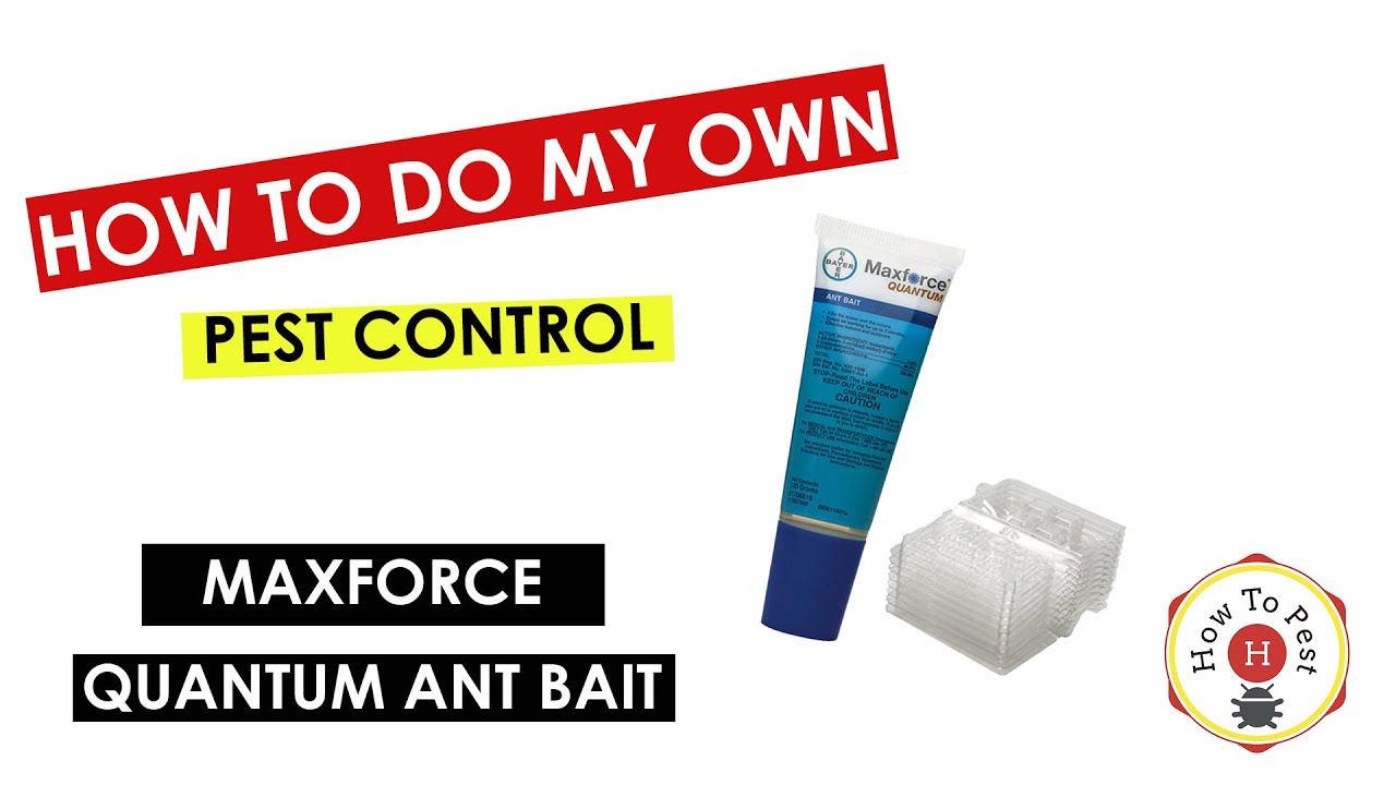 How_to_Get_Rid_of_Ants_FAST_Maxforce_Quantum_Ant_Bait_Tutorial