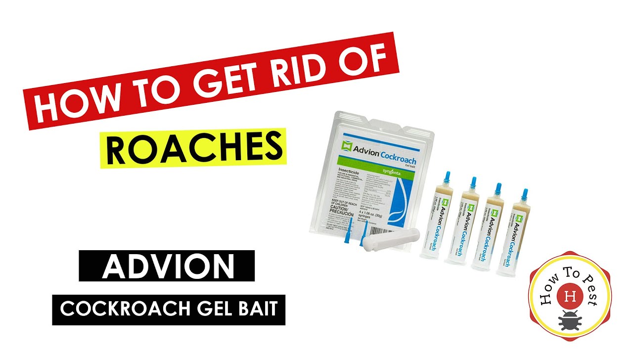 How_to_Get_Rid_of_Cockroaches_FAST_Advion_Cockroach_Gel_Bait_Tutorial_DIY_Pest_Control