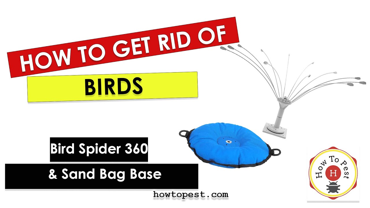 How_to_Get_Rid_of_Pigeons_Seagulls_–_Bird_Spider_360_Review_Setup_Bird_B_Gone