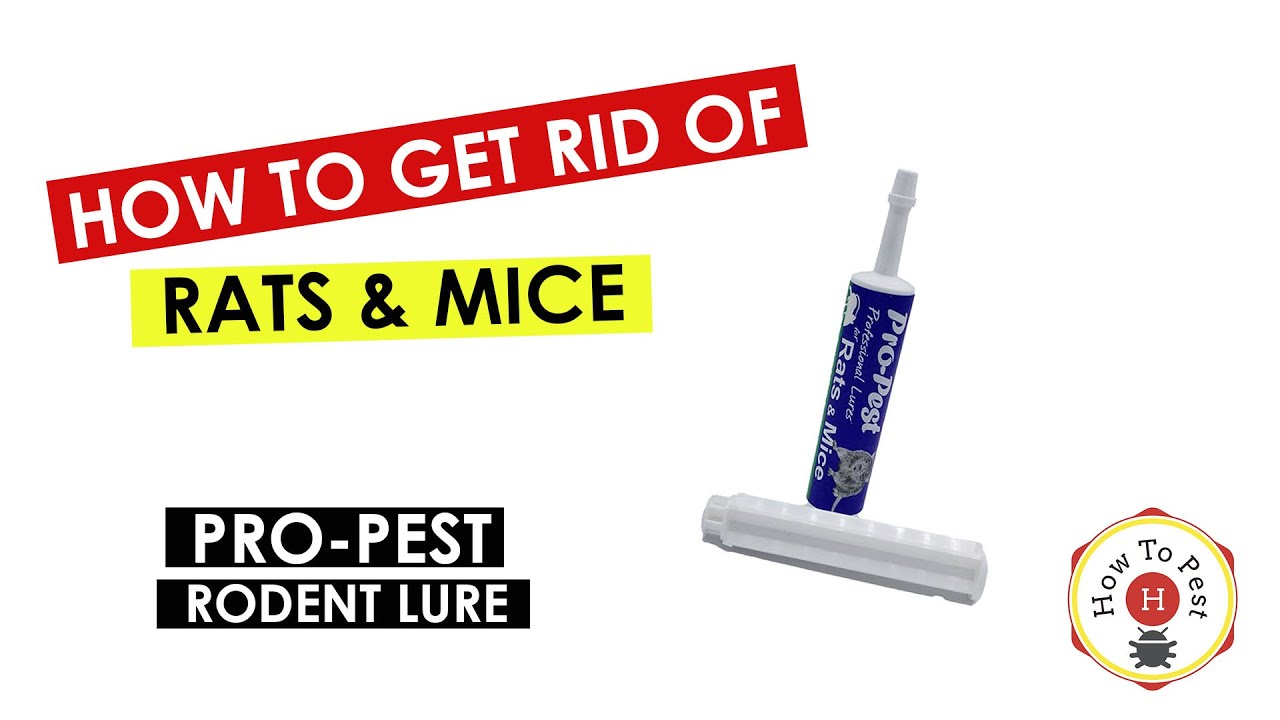 How_to_Get_Rid_of_Rats_Mice_FAST_JF_Oakes_Pro_Pest_Rodent_Lure_Tutorial