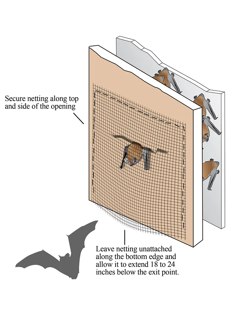 Bat_Net_Illustration
